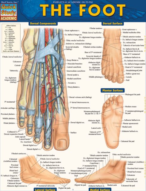 FOOT